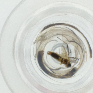  ( - WTPV_032_F9)  @11 [ ] by  Genome Research Ltd as Wellcome Sanger Institute Genome Research Limited operating as Wellcome Sanger Institute