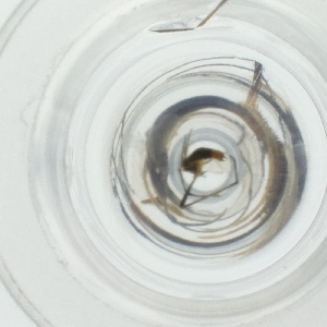  ( - WTPV_035_A7)  @11 [ ] by  Genome Research Ltd as Wellcome Sanger Institute Genome Research Limited operating as Wellcome Sanger Institute