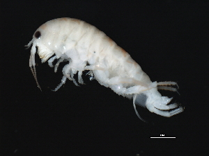  ( - TALBELLR-01)  @11 [ ] CreativeCommons - Attribution (2010) Adriana Radulovici Centre for Biodiversity Genomics