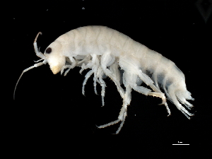  (Tethorchestia cf. antillensis - TALBHGE-01)  @11 [ ] CreativeCommons - Attribution (2010) Adriana Radulovici Centre for Biodiversity Genomics