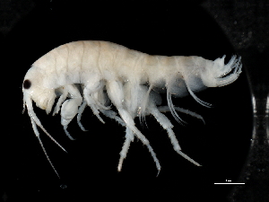  (Tethorchestia sp. A - TALBHGE-02)  @11 [ ] CreativeCommons - Attribution (2010) Adriana Radulovici Centre for Biodiversity Genomics