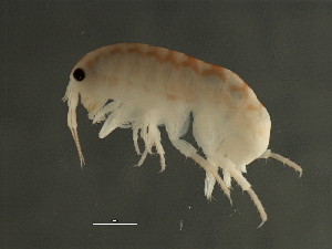  (Tethorchestia sp. B - TALFLCC02-05)  @11 [ ] CreativeCommons - Attribution (2010) Adriana Radulovici Centre for Biodiversity Genomics