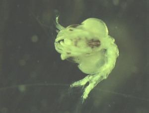  ( - BSM08-L01)  @11 [ ] CreativeCommons - Attribution (2010) Adriana Radulovici Centre for Biodiversity Genomics