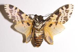  ( - 00-SRNP-11743)  @14 [ ] CreativeCommons - Attribution Non-Commercial Share-Alike (2004) Daniel H. Janzen Guanacaste Dry Forest Conservation Fund