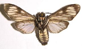  ( - 01-SRNP-10294)  @14 [ ] CreativeCommons - Attribution Non-Commercial Share-Alike (2004) Daniel H. Janzen Guanacaste Dry Forest Conservation Fund