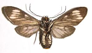  ( - 01-SRNP-14744)  @14 [ ] CreativeCommons - Attribution Non-Commercial Share-Alike (2004) Daniel H. Janzen Guanacaste Dry Forest Conservation Fund