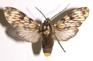  ( - 01-SRNP-14757)  @14 [ ] CreativeCommons - Attribution Non-Commercial Share-Alike (2004) Daniel H. Janzen Guanacaste Dry Forest Conservation Fund