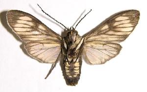  ( - 01-SRNP-14757)  @14 [ ] CreativeCommons - Attribution Non-Commercial Share-Alike (2004) Daniel H. Janzen Guanacaste Dry Forest Conservation Fund