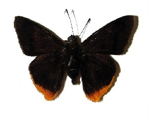  ( - 02-SRNP-9407)  @14 [ ] CreativeCommons - Attribution Non-Commercial Share-Alike (2004) Daniel H. Janzen Guanacaste Dry Forest Conservation Fund