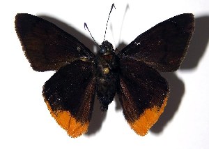  ( - 02-SRNP-9407)  @14 [ ] CreativeCommons - Attribution Non-Commercial Share-Alike (2004) Daniel H. Janzen Guanacaste Dry Forest Conservation Fund