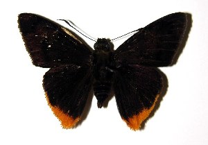  ( - 02-SRNP-9520)  @14 [ ] CreativeCommons - Attribution Non-Commercial Share-Alike (2004) Daniel H. Janzen Guanacaste Dry Forest Conservation Fund