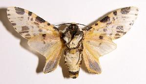  ( - 03-SRNP-7132)  @14 [ ] CreativeCommons - Attribution Non-Commercial Share-Alike (2004) Daniel H. Janzen Guanacaste Dry Forest Conservation Fund