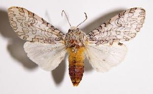  ( - 89-SRNP-447)  @14 [ ] CreativeCommons - Attribution Non-Commercial Share-Alike (2004) Daniel H. Janzen Guanacaste Dry Forest Conservation Fund