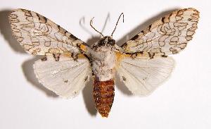  ( - 89-SRNP-447)  @14 [ ] CreativeCommons - Attribution Non-Commercial Share-Alike (2004) Daniel H. Janzen Guanacaste Dry Forest Conservation Fund