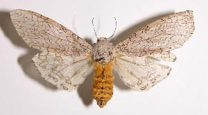  ( - 89-SRNP-466)  @14 [ ] CreativeCommons - Attribution Non-Commercial Share-Alike (2004) Daniel H. Janzen Guanacaste Dry Forest Conservation Fund