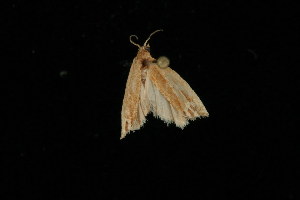  ( - 04HBL006816)  @12 [ ] CreativeCommons - Attribution (2010) CBG Photography Group Centre for Biodiversity Genomics