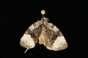  ( - Moth4423.03)  @13 [ ] CreativeCommons - Attribution (2010) CBG Photography Group Centre for Biodiversity Genomics