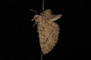  ( - Moth4079.03)  @13 [ ] CreativeCommons - Attribution (2010) CBG Photography Group Centre for Biodiversity Genomics