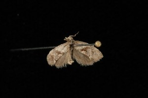  ( - Moth4115.03)  @12 [ ] CreativeCommons - Attribution (2010) CBG Photography Group Centre for Biodiversity Genomics