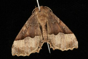  ( - Moth4160.03)  @13 [ ] CreativeCommons - Attribution (2010) CBG Photography Group Centre for Biodiversity Genomics