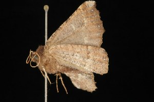  ( - Moth4175.03)  @13 [ ] CreativeCommons - Attribution (2010) CBG Photography Group Centre for Biodiversity Genomics