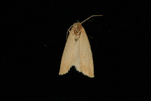  ( - 2005-ONT-157)  @12 [ ] CreativeCommons - Attribution (2010) CBG Photography Group Centre for Biodiversity Genomics