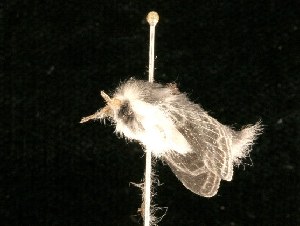  ( - 2005-ONT-695)  @12 [ ] CreativeCommons - Attribution (2010) CBG Photography Group Centre for Biodiversity Genomics