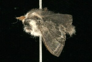  ( - 2005-ONT-820)  @12 [ ] CreativeCommons - Attribution (2010) CBG Photography Group Centre for Biodiversity Genomics