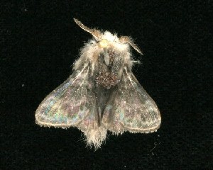  ( - 2005-ONT-821)  @12 [ ] CreativeCommons - Attribution (2010) CBG Photography Group Centre for Biodiversity Genomics