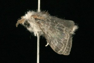  ( - 2005-ONT-846)  @12 [ ] CreativeCommons - Attribution (2010) CBG Photography Group Centre for Biodiversity Genomics