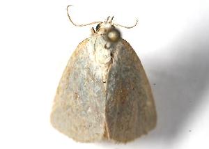  ( - 2006-ONT-0782)  @13 [ ] CreativeCommons - Attribution (2010) CBG Photography Group Centre for Biodiversity Genomics