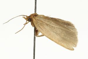  ( - HLC-16129)  @12 [ ] CreativeCommons - Attribution (2010) CBG Photography Group Centre for Biodiversity Genomics