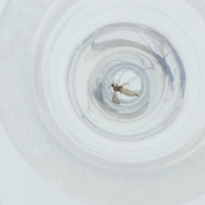  ( - MOZZ00000926A_E11)  @11 [ ] by (2004) Genome Research Ltd as Wellcome Sanger Institute Genome Research Limited operating as Wellcome Sanger Institute