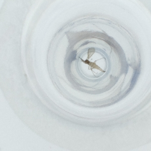  ( - MOZZ00000926A_E12)  @11 [ ] by (2004) Genome Research Ltd as Wellcome Sanger Institute Genome Research Limited operating as Wellcome Sanger Institute