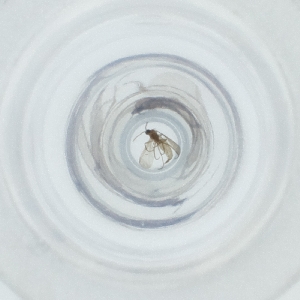  ( - MOZZ00000927A_B9)  @11 [ ] by (2004) Genome Research Ltd as Wellcome Sanger Institute Genome Research Limited operating as Wellcome Sanger Institute