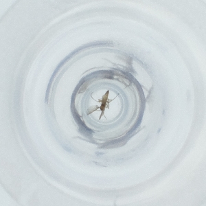  ( - MOZZ00000927A_G6)  @11 [ ] by (2004) Genome Research Ltd as Wellcome Sanger Institute Genome Research Limited operating as Wellcome Sanger Institute