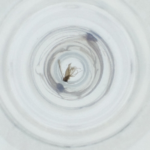  ( - MOZZ00000928A_E8)  @11 [ ] by (2004) Genome Research Ltd as Wellcome Sanger Institute Genome Research Limited operating as Wellcome Sanger Institute