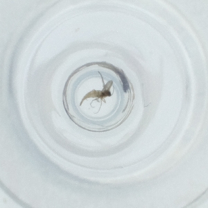  ( - MOZZ00000928A_H10)  @11 [ ] by (2004) Genome Research Ltd as Wellcome Sanger Institute Genome Research Limited operating as Wellcome Sanger Institute