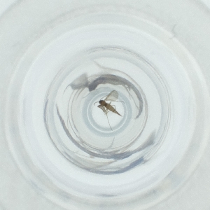  ( - MOZZ00000929A_D2)  @11 [ ] by (2004) Genome Research Ltd as Wellcome Sanger Institute Genome Research Limited operating as Wellcome Sanger Institute