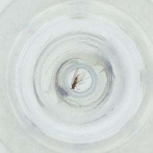  ( - MOZZ00000929A_E5)  @11 [ ] by (2004) Genome Research Ltd as Wellcome Sanger Institute Genome Research Limited operating as Wellcome Sanger Institute