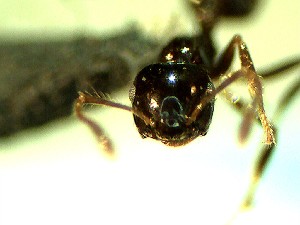  ( - HICD_B5_C)  @12 [ ] CreativeCommons - Attribution (2016) David Donoso Universidad de Cuenca