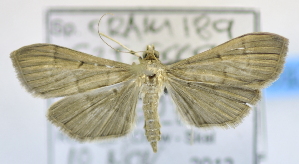  (Herpetogramma sp. ACL2815 - USNM ENT 00736641)  @13 [ ] Unspecified (default): All Rights Reserved  Unspecified Unspecified