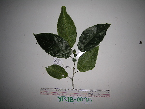  ( - YAWPLANTCR44)  @11 [ ] CreativeCommons - Attribution Non-Commercial Share-Alike (2016) C. Redmond Czech Academy of Sciences