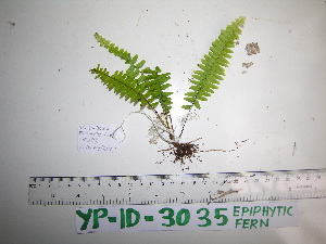  ( - YAWPLANTCR101)  @11 [ ] CreativeCommons - Attribution Non-Commercial Share-Alike (2016) C. Redmond Czech Academy of Sciences