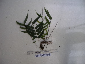 ( - YAWPLANTCR131)  @11 [ ] CreativeCommons - Attribution Non-Commercial Share-Alike (2016) C. Redmond Czech Academy of Sciences