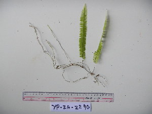  (Nephrolepis lauterbachii - YAWPLANTCR164)  @11 [ ] CreativeCommons - Attribution Non-Commercial Share-Alike (2016) C. Redmond Czech Academy of Sciences