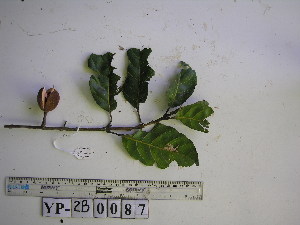  ( - YAWPLANTCR168)  @11 [ ] CreativeCommons - Attribution Non-Commercial Share-Alike (2016) C. Redmond Czech Academy of Sciences