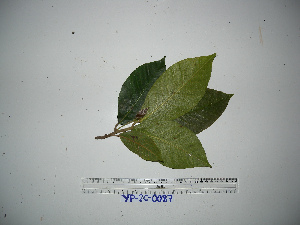  (Ficus trichocerasa - YAWPLANTCR176)  @11 [ ] CreativeCommons - Attribution Non-Commercial Share-Alike (2016) C. Redmond Czech Academy of Sciences