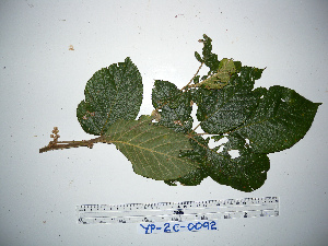 (Rubus diclinis - YAWPLANTCR178)  @11 [ ] CreativeCommons - Attribution Non-Commercial Share-Alike (2016) C. Redmond Czech Academy of Sciences
