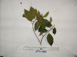  (Ficus cf. trichocerasa - YAWPLANTCR194)  @11 [ ] CreativeCommons - Attribution Non-Commercial Share-Alike (2016) C. Redmond Czech Academy of Sciences